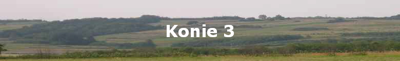 Konie 3