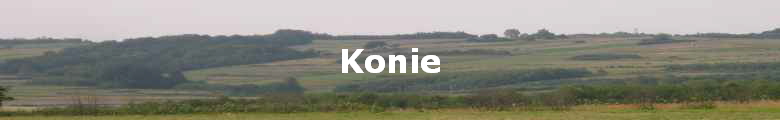 Konie